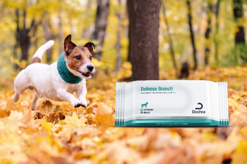 Dechra Brasil lança vacina Defense Bronch® para proteção da Tosse dos Canis